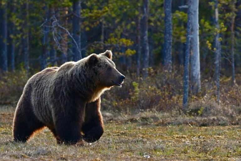 Banff: Twilight Wildlife-Alpine Lakes: Private Sunset Safari Group of 1-2 persons