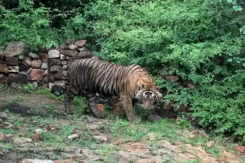 Delhi: Private 3-Days Jaipur & Ranthambore Tiger Safari Tour