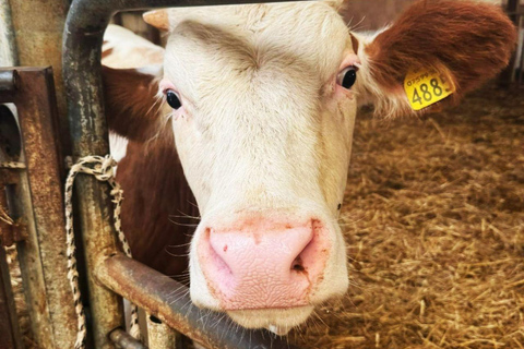 Martano: Cheese-Making Workshop with Tasting and Lunch Workshop & Farmer's Lunch