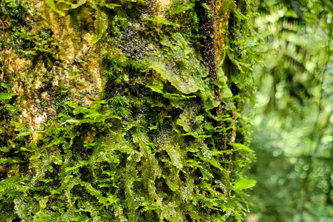 JUATINGA: tour di 4 giorni FORESTA ATLANTICA e SPIAGGE - PARATIA - RIO DE JANEIRO