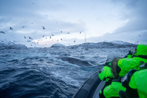Tromsø: Skjervøy RIB Whale Watching Tour met drankjes en snacks