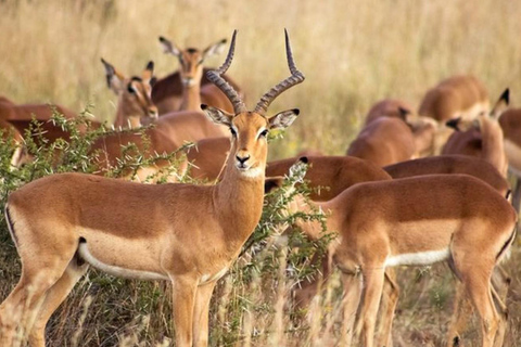 From Johannesburg: 2-Day Kruger National Park Safari