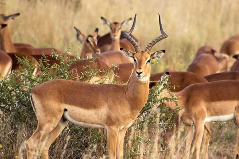 From Johannesburg: 2-Day Kruger National Park Safari