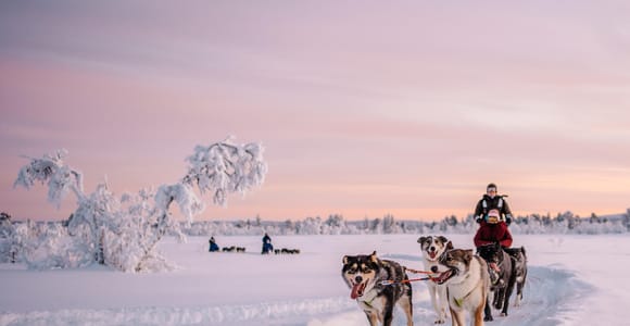 Kiruna: Drive or Ride a Husky Dog Sled Away from the Crowds