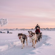 Kiruna : balade en traîneau avec des Huskies loin de la foule
