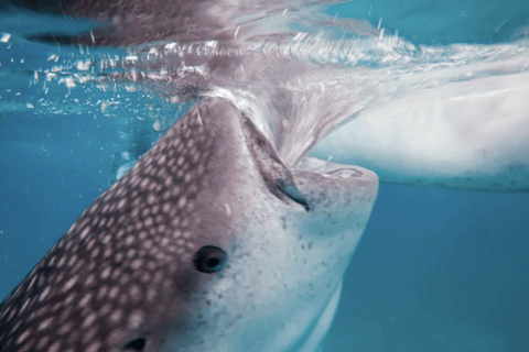 Boracay Whale Shark Watching with Transfer (Libertad)