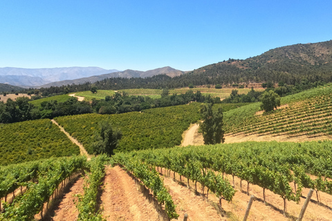 Curacaví Valley: Private Wine Tour of Viña Lopez Pangue and El Cuadro Curacaví Valley: Private Wine Route Tour - Viña Lopez Pangue and El Cuadro