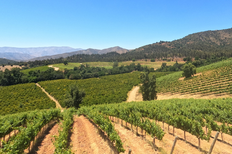 Curacaví Valley: Private Wine Tour of Viña Lopez Pangue and El Cuadro Curacaví Valley: Private Wine Route Tour - Viña Lopez Pangue and El Cuadro