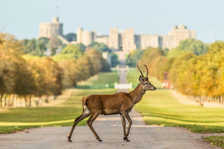 伦敦：考古专家带你游览巨石阵和温莎城堡