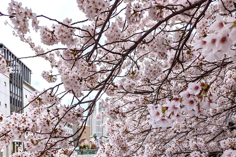 Tokyo: Cherry Blossom E-Bike Tour with Guide