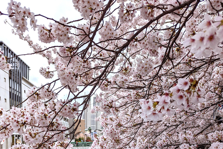 Tokyo: Cherry Blossom E-Bike Tour with Guide