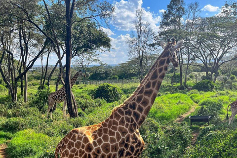 Nairobi: Giraffe Center Day Trip