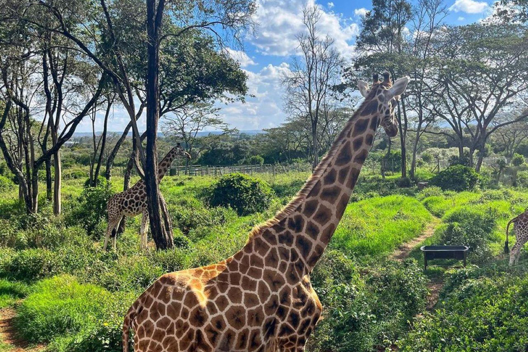 Nairobi: Giraffe Center Day Trip