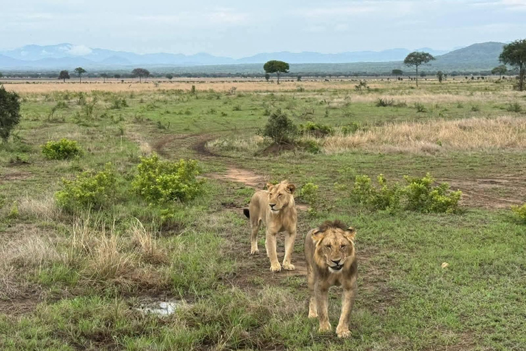 Mombasa: Tsavo West & Amboseli 3-Day Safari Tour