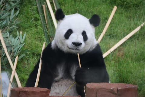 Beijing Zoo: Skip-the-Line Entry Ticket for Pandas
