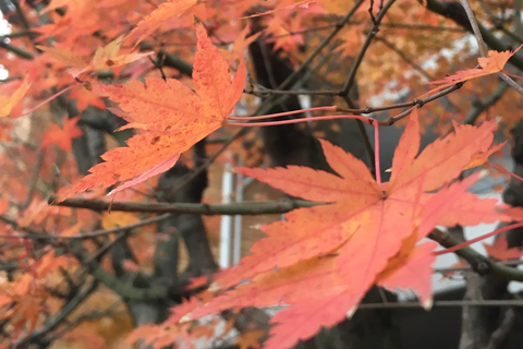 Kyoto: Autumn Leaves Tour with Temples and Gardens