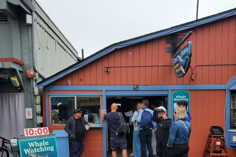 Monterey: Monterey Bay Dolphin and Whale Watching Boat Tour