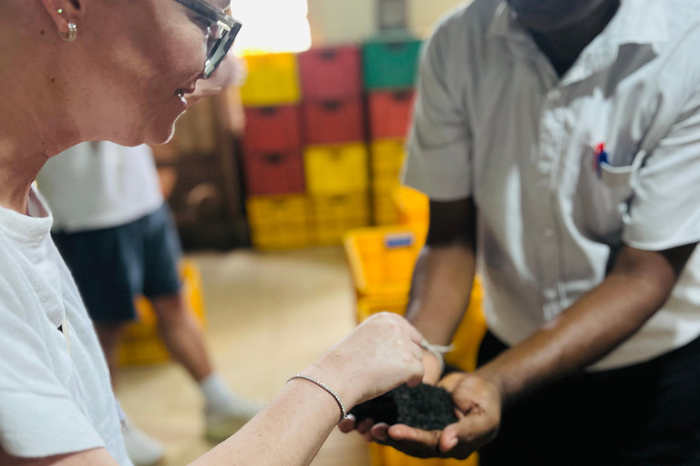 Colombo: Tea Factory Tour with City or Food Tour Option
