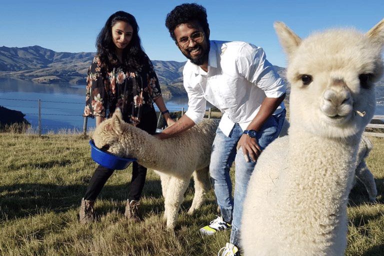 Canterbury: Shamarra Alpacas Farm Tour