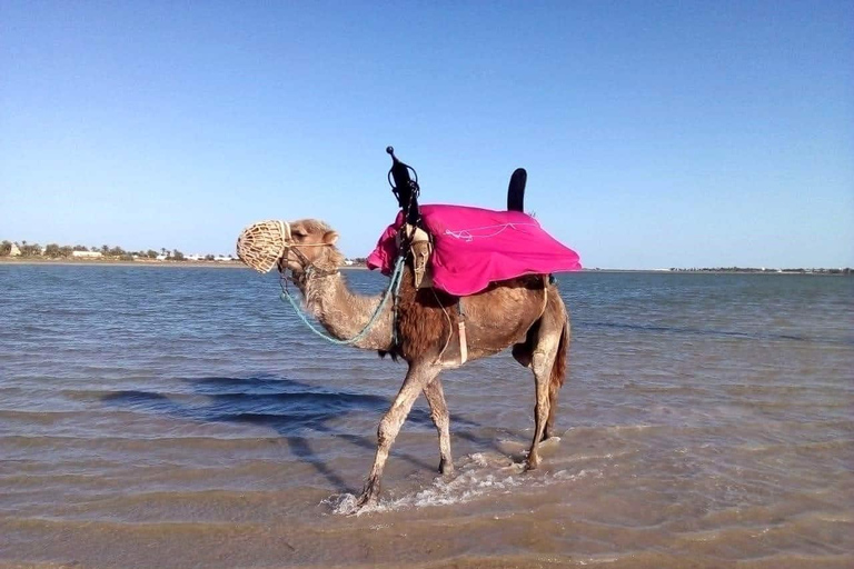 Explore Djerba on a Camel through Palms & Beach