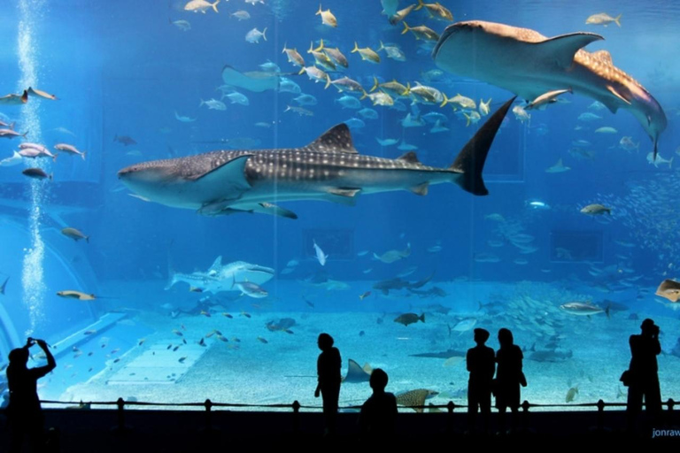 Angkor Wildlife & Aquarium Private Round-Trip Transfer Private Round-Trip Transfer by Tuk Tuk