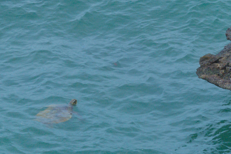 Boa Vista: Rekiny, żółwie, jaskinie, sandboarding i degustacjaGrupa: Rekiny, żółwie, jaskinie Sandboarding i degustacja