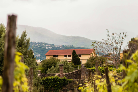 Naples: Pompeii & Herculaneum Shared Regular Group Tour