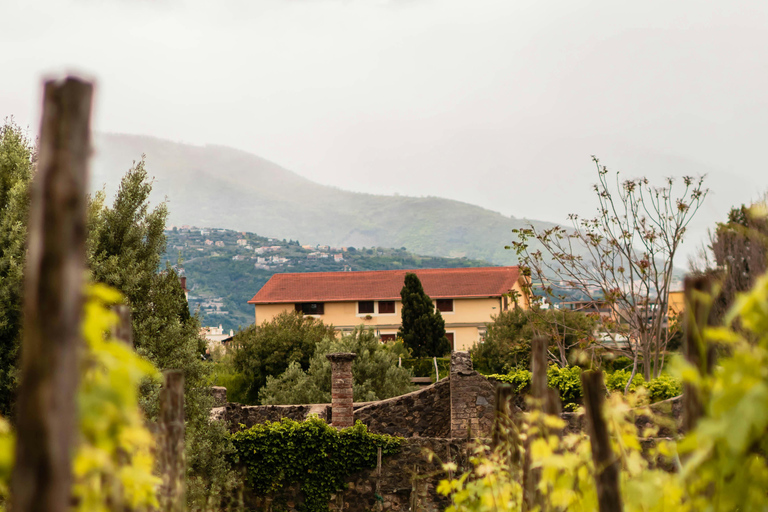 Naples: Pompeii & Herculaneum Shared Regular Group Tour