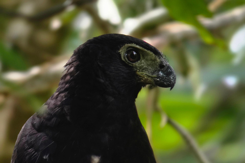 Sierpe : Caminata en Corcovado N. P.