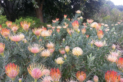Cape Town: the Mountain, the Garden and the Vineyard