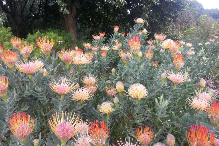 Cape Town: the Mountain, the Garden and the Vineyard