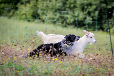 Rimini: San Leo Cashmere Farm Experience San Leo Cashmere: Grazing with the Shepherd