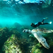 Tweed Heads: Whales, Dolphins & Snorkelling with Turtles