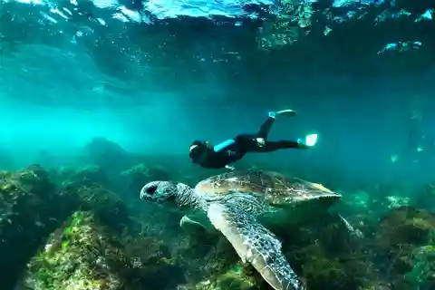 Costa de Ouro: Baleias, golfinhos e mergulho com tartarugas