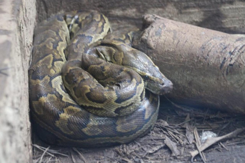 Zanzibar: całodniowa wycieczka do lasu JozaniWycieczka prywatna bez odbioru z hotelu i transportu powrotnego