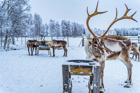 Rovaniemi: Besök på lokal renfarm med 2 km slädtur