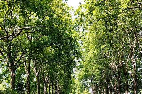 Riquet Cruise: Discover the Canal du Midi in Toulouse