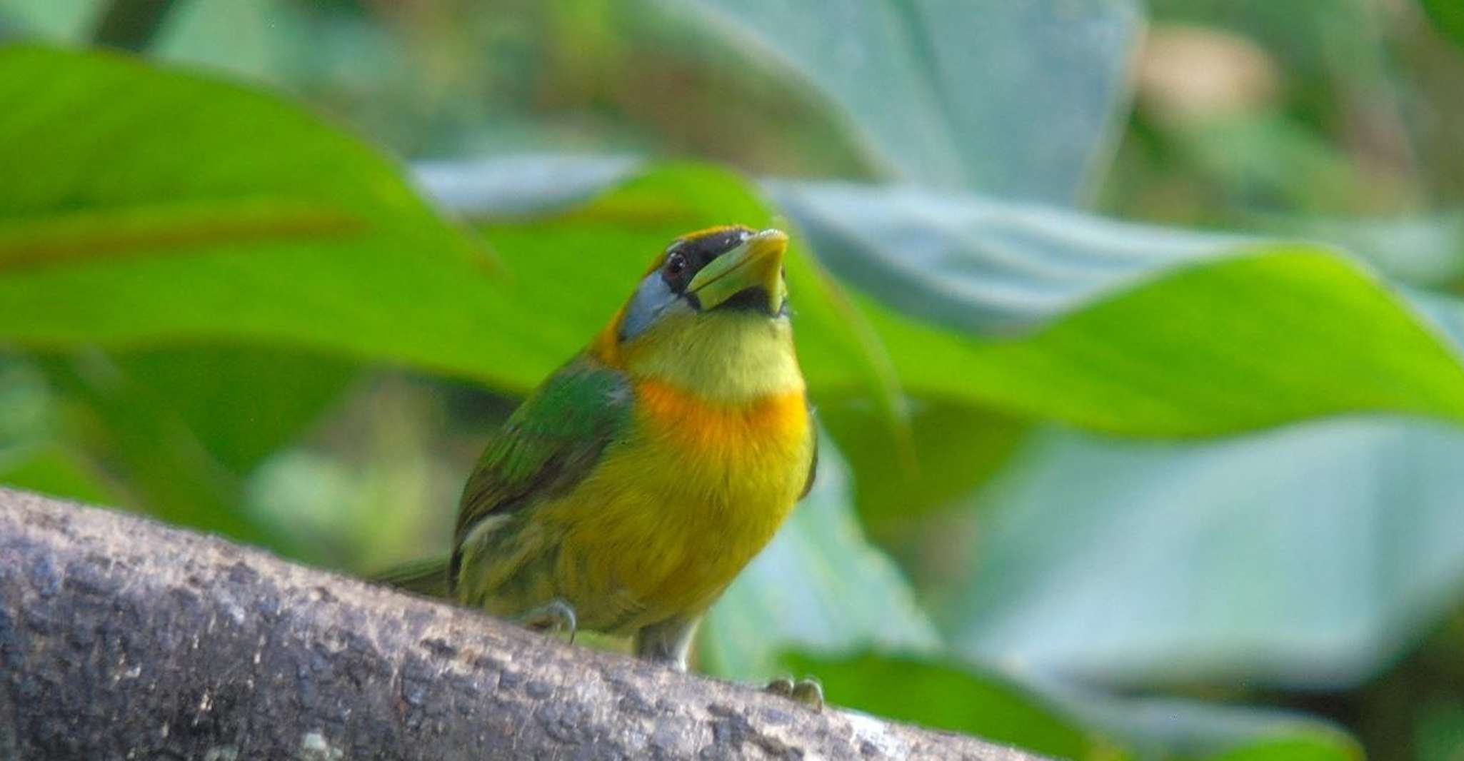 Mindo Cloud Forest and Birding Tour - Housity