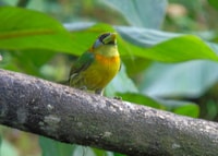 Mindo Cloud Forest und Vogelbeobachtungstour - Housity