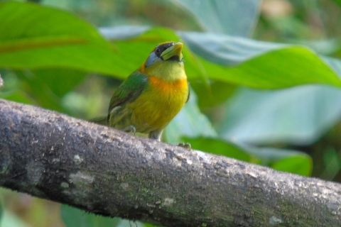 Mindo Nevelwoud- en vogeltochtPrivé Mindo Cloud Forest en Birding Tour inclusief ticket