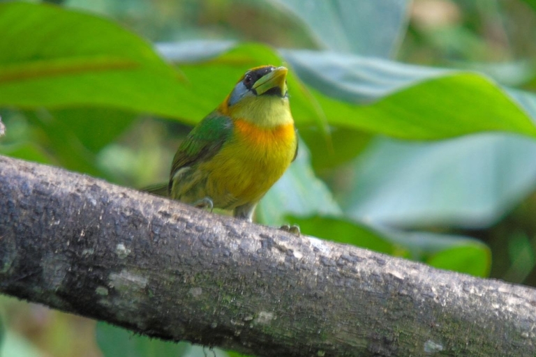 Mindo Cloud Forest i wycieczka dla ptakówBilet obejmuje prywatny las Mindo Cloud Forest i wycieczkę ptakową