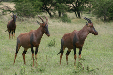 Tarangire National Park: 2-Day Flying Safari