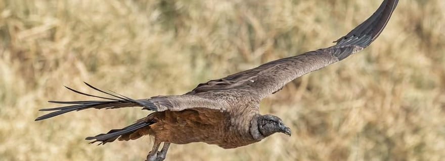 Depuis Cordoue : Observation des condors et randonnée à la cascade de Los Lampazos avec déjeuner