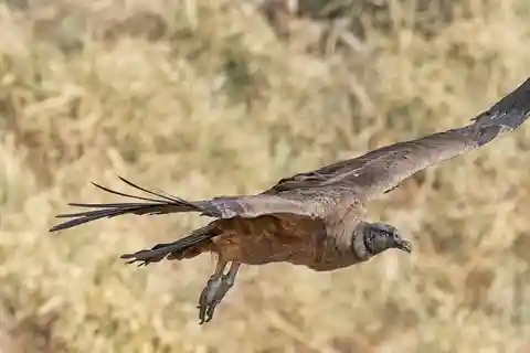 From Córdoba: Condor Watching and Los Lampazos Waterfall Trek with lunch
