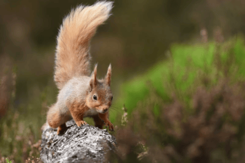 Inverness: Cairngorm Mountains and Highland Folk Museum Tour