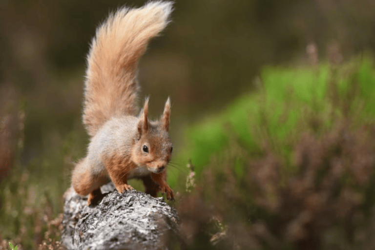 Inverness: Cairngorm Mountains and Highland Folk Museum Tour