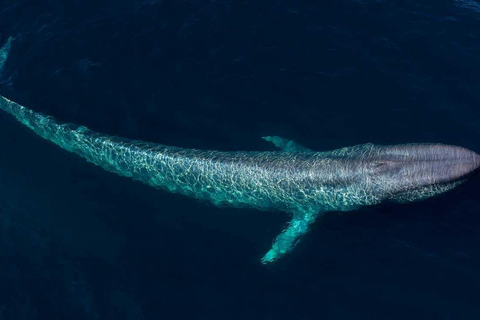 Mirissa: Whale Watching & Snorkeling Adventure with Guide