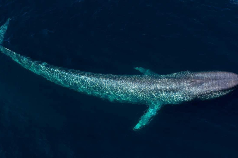 Mirissa: Whale Watching & Snorkeling Adventure with Guide