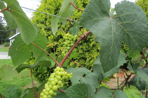 Depuis Vancouver : Visite d'une demi-journée dans la vallée du Fraser pour découvrir les vins