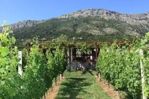 Von Dubrovnik Austern- und Weinverkostungstour in der Bucht von Ston